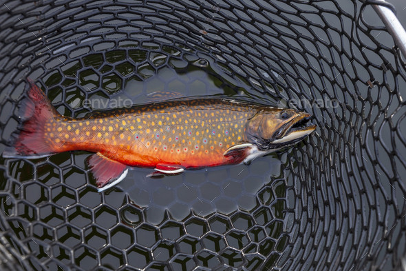 Beautiful male brook trout in spawning colors full length in a