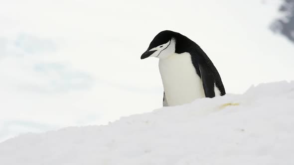 Chinstrap Penguins on the Snow