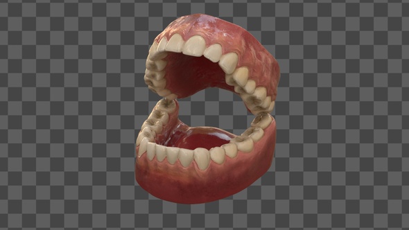 Anatomy Of Teeth 4K
