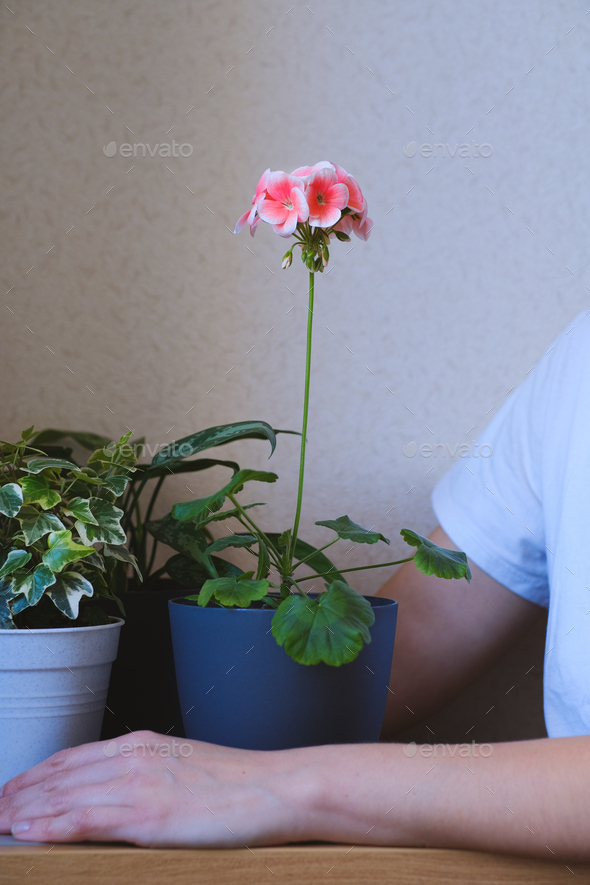 Potted plant Geranium with blossom. Greenery at home in female hands