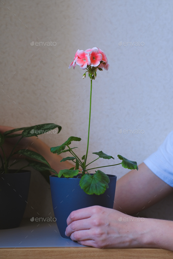 Potted plant Geranium with blossom. Greenery at home in female hands