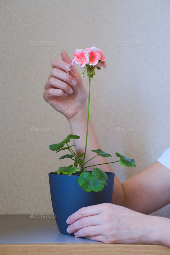 Potted plant Geranium with blossom. Greenery at home in female hands