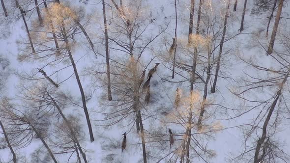 Aerial View of a Herd of Wild Deer in a Snow-covered Forest in the Siberian Nature Reserve Stolby