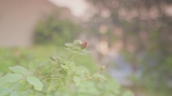 Single lonely red rose flower growing in garden surrounded by green leaves and plants