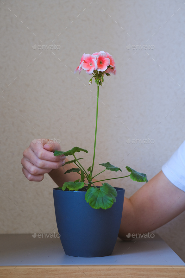 Potted plant Geranium with blossom. Greenery at home in female hands