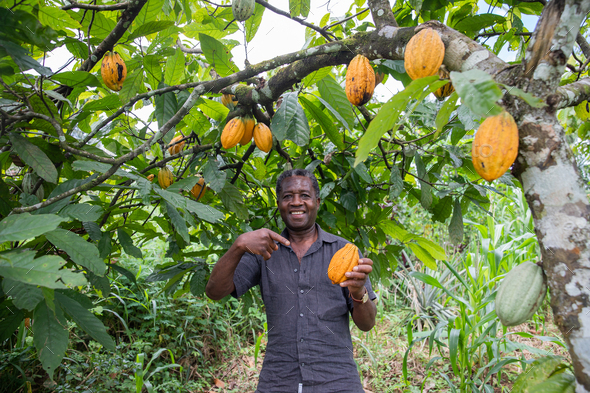 A satisfied farmer at his cocoa plantation