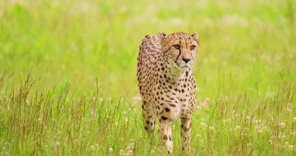Alert Cheetah Walking on Grassy Field in Forest