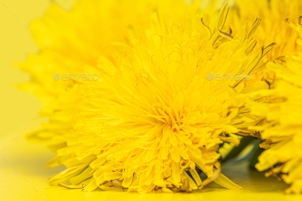 Blooming yellow dandelions on a yellow background, closeup, minimalism.