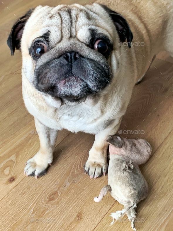 Pug with a toy