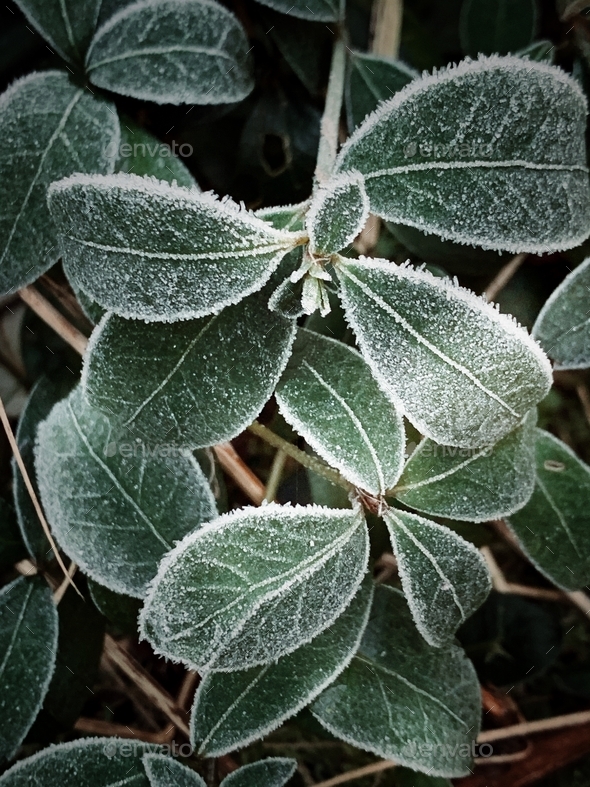 Frosted green leaves Stock Photo by Kasik2602 PhotoDune
