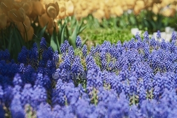 Flowerbed with blooming muscari flowers and yellow tulips