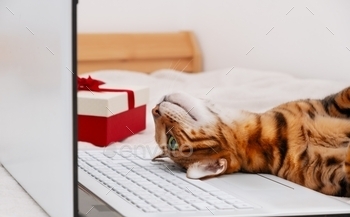 Funny cat lying on keyboard