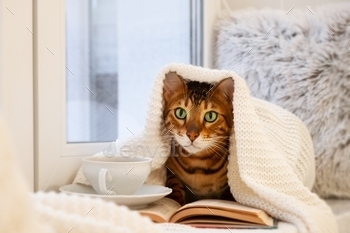 Cute cold bengal cat under blanket with cup of hot drink and book