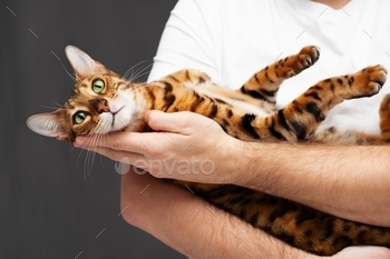Cute cat in man hands