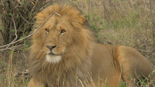 Maasai lion licking its lips alt