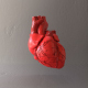 Realistic Human Heart 3D Model Heart