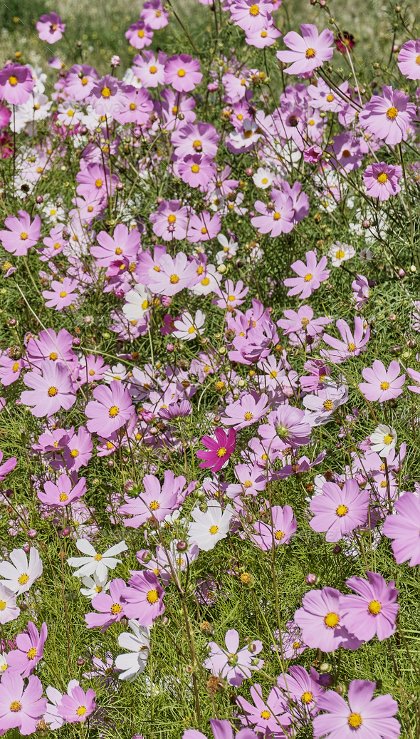 Floral summer background. Cosmea, Cosmos blooming in meadow with magenta and white flowers.