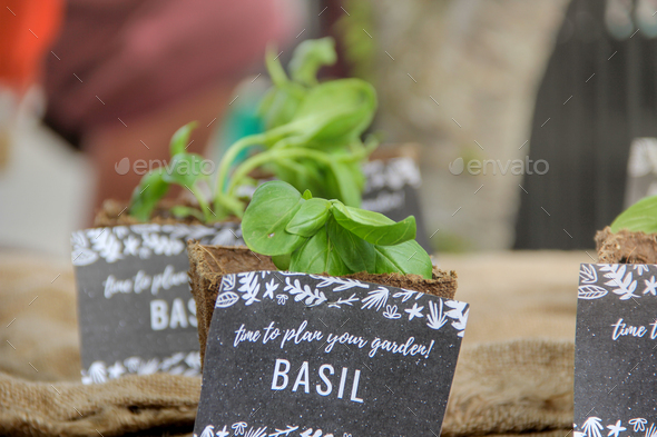 Selective focus of basil plants in sustainable containers at Farmers Market to be planted in garden