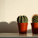 Cactus succulent plant in a pot on shelf.   - PhotoDune Item for Sale