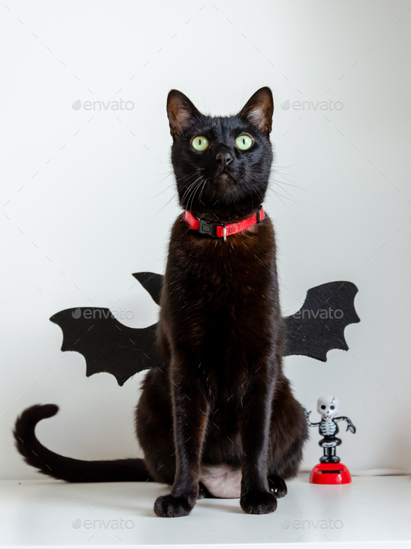 black cat using bat wings for halloween
