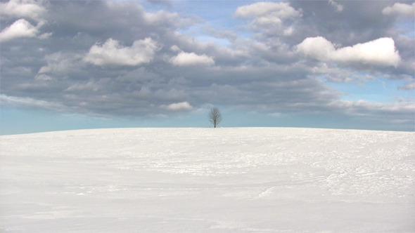 Lonely Tree On Wintertime 
