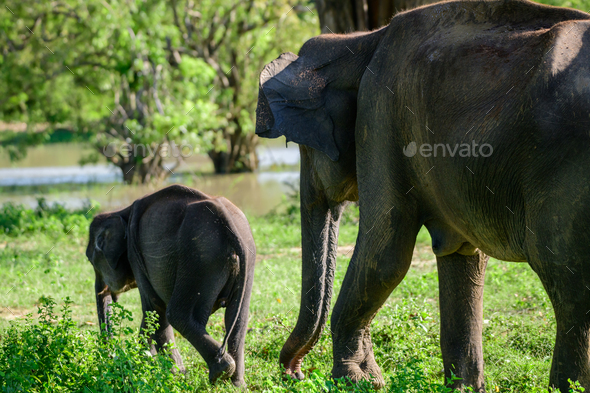 Elephant mom and calf rushing towards the water hole in the evening