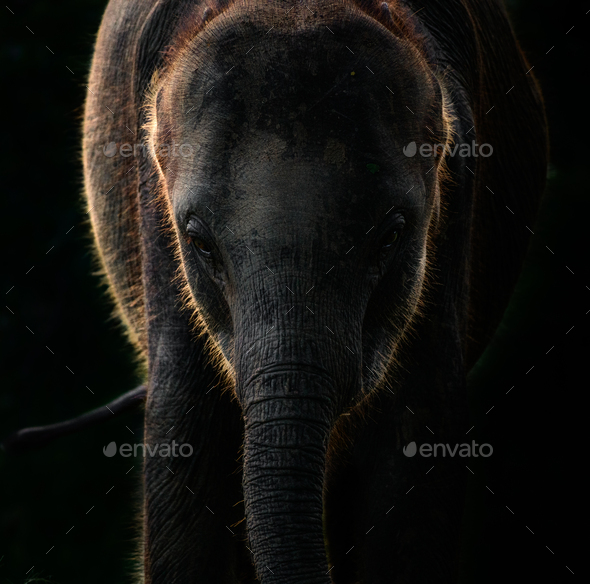 Light and the shadow side of the cute baby elephant\'s face, front close-up low key photograph.