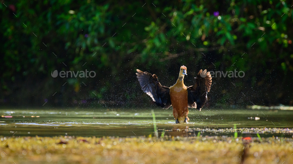 Lesser whistling duck standing and flapping its wings in the water.
