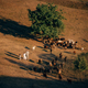 A family with a flock of sheep on a meadow - PhotoDune Item for Sale