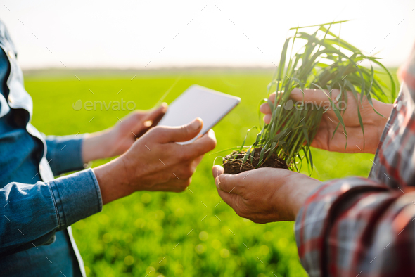 Two Farmers uses a specialized app on digital tablet for checking wheat Agriculture, ecology concept
