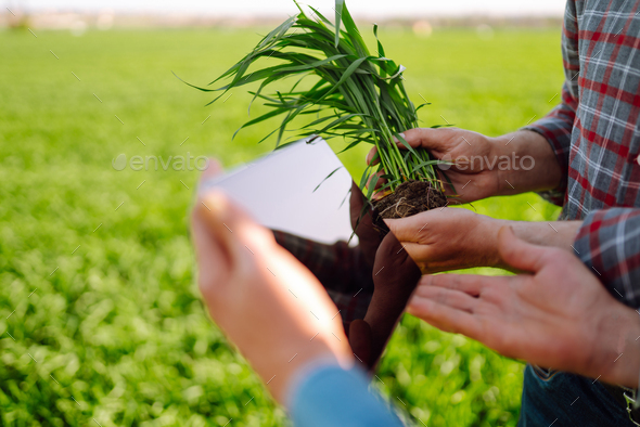 Two Farmers uses a specialized app on digital tablet for checking wheat Agriculture,ecology concept.