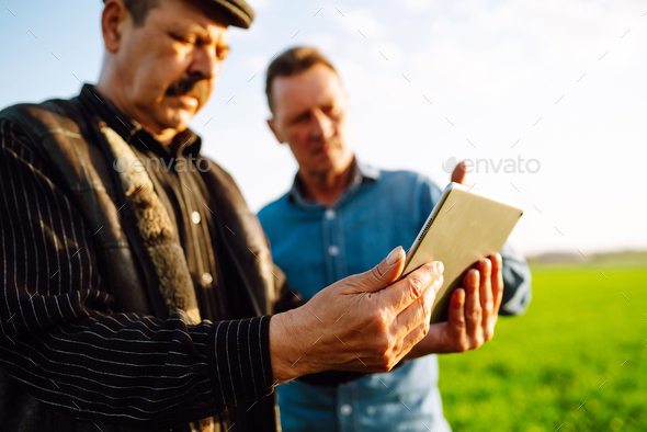 Two Farmers uses a specialized app on digital tablet for checking wheat. Agriculture,ecology concept