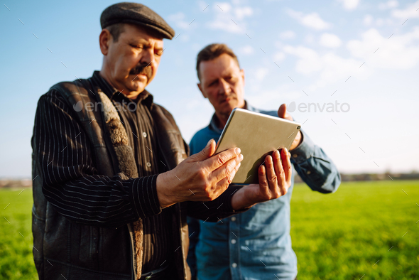 Two Farmers uses a specialized app on digital tablet for checking wheat. Agriculture,ecology concept