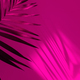 Palm leaf and Soft focus pink neon texture refraction wall . Light and shadow background. - PhotoDune Item for Sale
