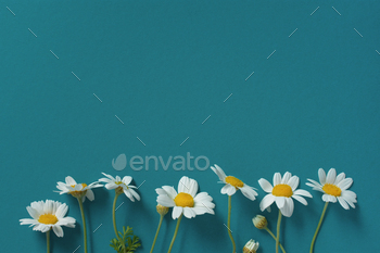 Daisies blue turquoise background top view. Minimalistic flat layout.