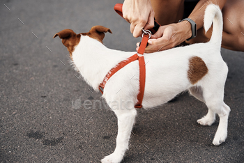 Owner attaches leash to the dog on the walk
