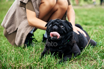 Owner petting pug dog on grass
