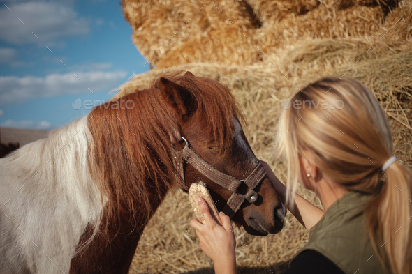 beautiful woman cleans horse with brush, authentic atmosphere of farm, spotted pony loves master