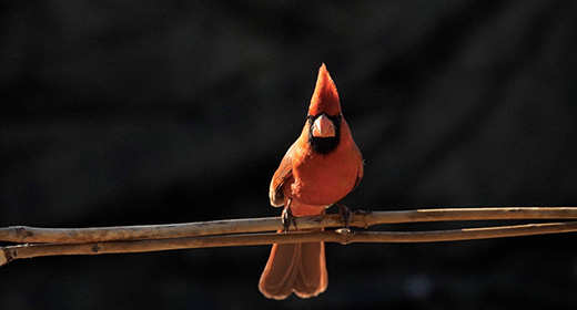 Arizona Birds and Wildlife