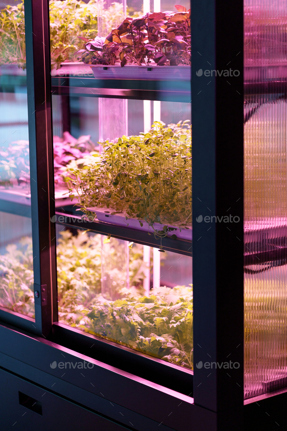 Microgreens grow in vertical farm under ultraviolet UV plant lights for