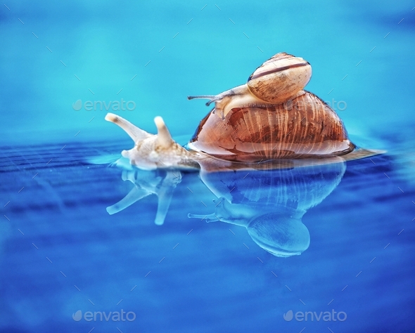 Snail shell - Stock Photo - Images