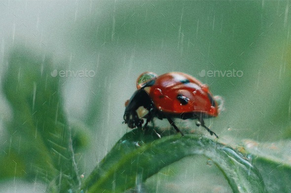 Rain bugs  - Stock Photo - Images