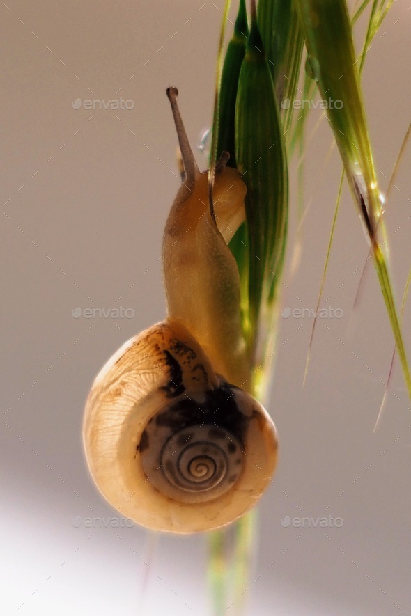 Snail shell  - Stock Photo - Images