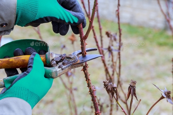 Pruning stem roses with garden shears. Formation of a rose bush by a gardener in green gloves.