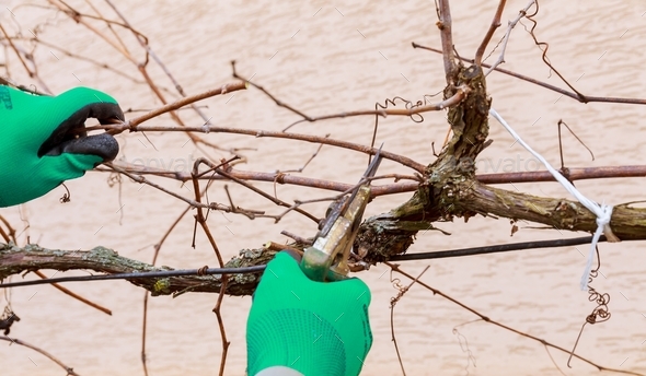 Pruning a vine with garden shears by a gardener, branches, pruning vines.