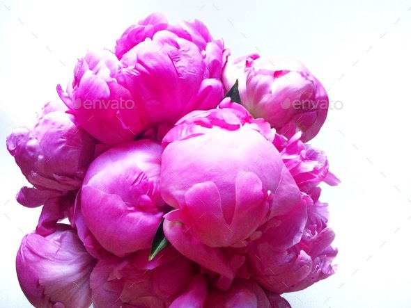 Pink bouquet of peonies minimal desktop