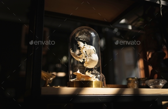 Animal skull in a glass bell jar on dark background. Spiritual, mystical occult style. Witch stuff