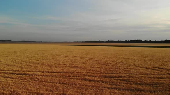 Beautiful Field with Ripe Rye in Russia, Forward Movement