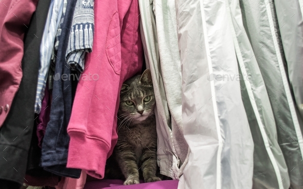 Cute gray cat is hiding among the clothes in the closet. He looks up tidy: And then they found him!