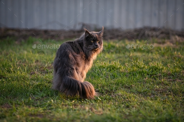 maine coon - Stock Photo - Images